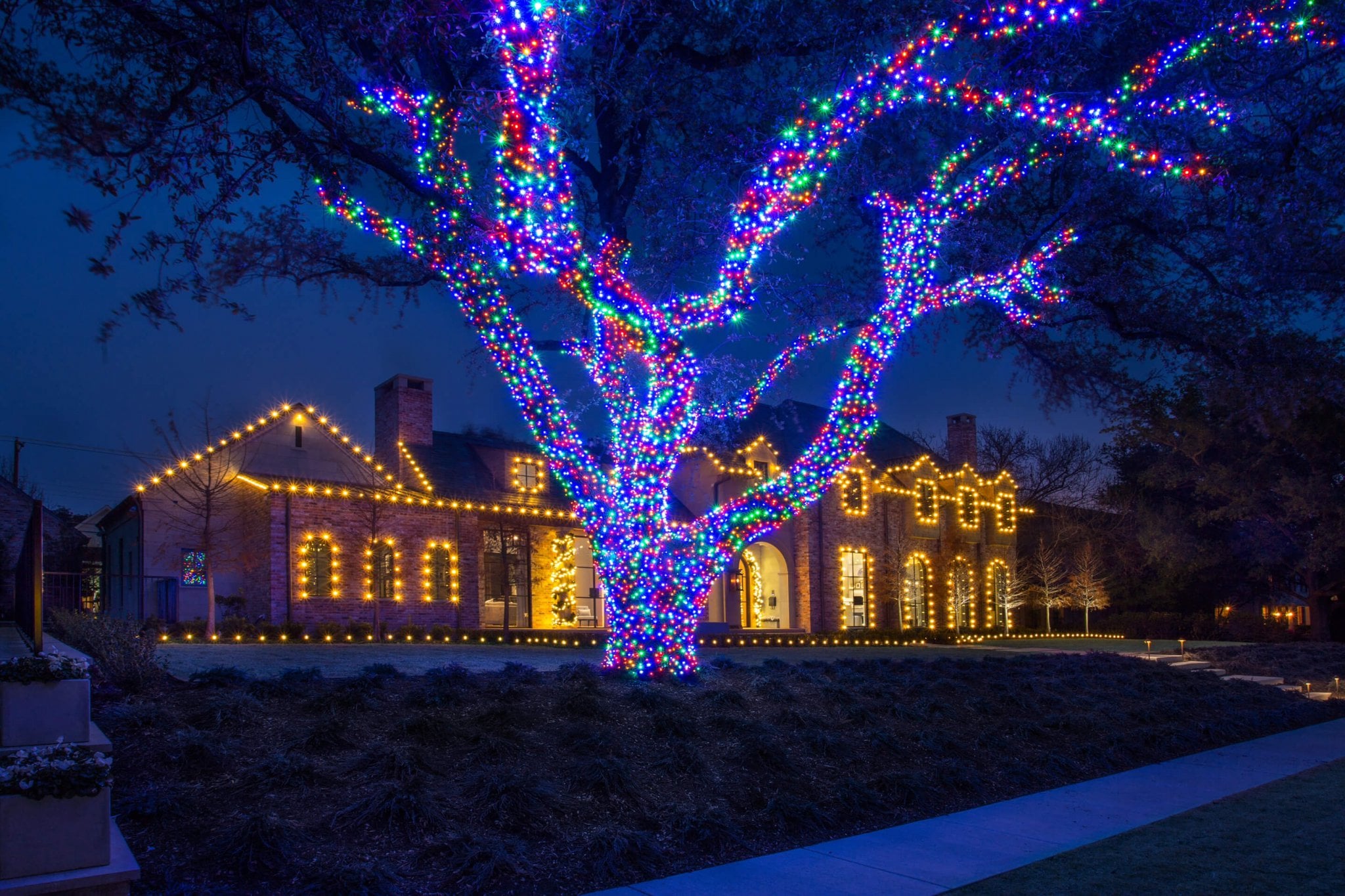 Large tree wrapped in blue, red, and green lights beside a home with glowing windows.