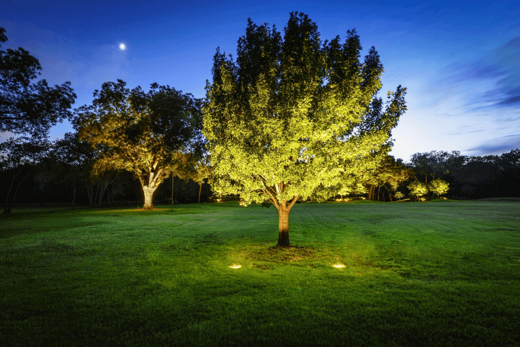 Ground-mounted spotlighting illuminating a prominent lawn tree and surrounding foliage against a clear night sky.